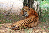 Tiger, Bannerghatta National Park, Karnataka