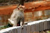 Monkey, Bannerghatta National Park, Karnataka
