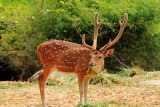 Deer, Bannerghatta National Park, Karnataka