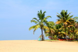 Coconut trees, Marari beach, Mararikulam, Kerala