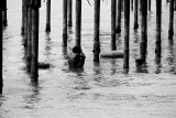 Clinging for life on pier, Alappuzha beach, Alappuzha, Kerala