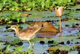 Juvenile Bronze winged Jacana, Kumarakom bird sanctuary. Kerala