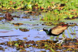 Bronze winged Jacana, Kumarakom bird sanctuary. Kerala