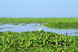 Egret, Kumarakom bird sanctuary. Kerala