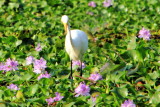 Egret, Kumarakom bird sanctuary. Kerala