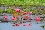 Water Lily, Kumarakom bird sanctuary. Kerala