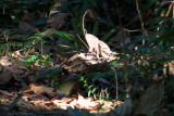 Dinosaur, Kumarakom bird sanctuary. Kerala
