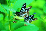 Butterflies, Kumarakom bird sanctuary. Kerala