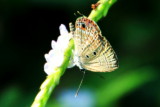 Butterfly, Kumarakom bird sanctuary. Kerala