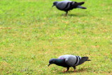Pigeon colony, Lalbagh Botanical Gardens, Bangalore