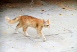 A Cat Bangalore