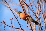 North American Robin (Turdus migratorius), Spring 2013, Palatine, IL