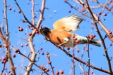 North American Robin (Turdus migratorius), Spring 2013, Palatine, IL