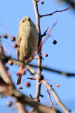 House Sparrow, Spring 2013, Palatine, IL