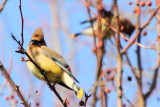 Cedar Waxwing (Bombycilla cedrorum), Spring 2013, Palatine, IL