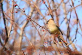 Cedar Waxwing (Bombycilla cedrorum), Spring 2013, Palatine, IL