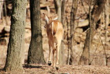 Deer, Spring 2013, Palatine, IL