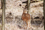 Deer, Spring 2013, Palatine, IL