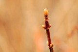 First signs spring, Photo Walk April 2013, Chicago Botanic Garden