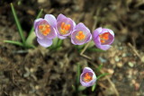 Crocus, Spring from the earth, Photo Walk April 2013, Chicago Botanic Garden