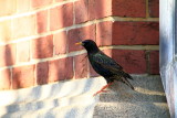 European Starling, Annapolis, Maryland
