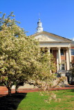 Cherry Blossoms, Maryland State House,  Annapolis, Maryland