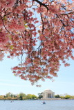 Cherry Blossoms, Tidal Basin, Thomas Jefferson Memorial, Washington D.C.