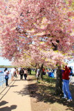 Cherry Blossoms, Tidal Basin, Washington D.C.