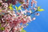 Cherry Blossoms, Tidal Basin, Washington D.C.