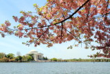 Cherry Blossoms, Tidal Basin, Thomas Jefferson Memorial, Washington D.C.