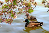 Ducks, Cherry Blossoms, Tidal Basin, Washington D.C.