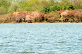 Cherry Blossoms, Tidal Basin, Washington D.C.