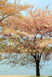 Cherry Blossoms, Tidal Basin, Washington D.C.