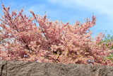 Cherry Blossoms, Tidal Basin, Washington D.C.