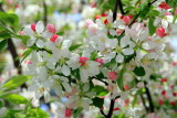 Cherry Blossoms, Tidal Basin, Washington D.C.