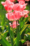 Tulips, Washington D.C.
