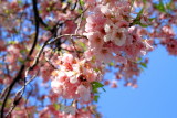 Cherry Blossoms, Washington D.C.