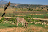 Village