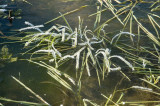 ice and grass Xmas copy.jpg