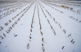 winter fields01.jpg