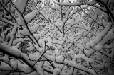 snow twigs copy.jpg