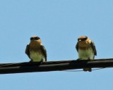 Cave Swallows
