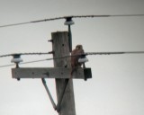 Prairie Falcon-L. Nichols photo