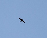 Chimney Swift