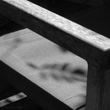 Leaf Shadow on Chair