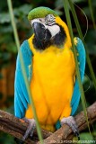 Blue and Gold Macaw