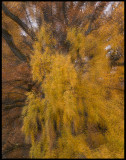 Oak and Birch colors - Ryssbysjn