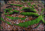 Autum colors in Bjurkärr- Åsnen