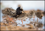Ruffs preparing to mate