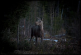 Moose in the middle of the night - Strmsund